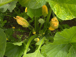 IMG_9775.thumb.jpg.e4bf2a9ab010b4f50f4ec7cc79847f7a.jpg