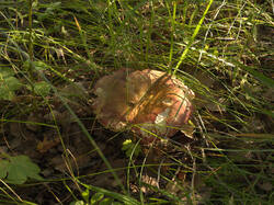 IMG_9858.thumb.jpg.ad5efc968b2ab4bad718c432b725544b.jpg