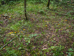 P7052664-ORF_DP.thumb.jpg.b73548e0f525e6a0ca1c15b283ba892c.jpg