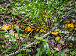 P7052683-ORF_DP.thumb.jpg.c3e608cc9c44a011c4db4acac2fd92f0.jpg
