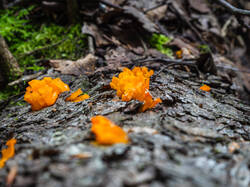 P7052690-ORF_DP.thumb.jpg.893cb1c9c5ec7ded17c388657889f5d7.jpg