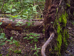 P7052691-ORF_DP.thumb.jpg.66135416a9768502dd3f838c4f5ada7e.jpg