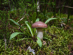 P7052711-ORF_DP.thumb.jpg.cf4c526fa95fbb0bb68b1a8a5c6db58a.jpg