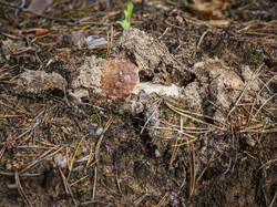 P7052716-ORF_DP.thumb.jpg.9f86b0de14dd3b70b8bd5ddb15a13d14.jpg