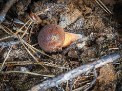 P7052717-ORF_DP.thumb.jpg.b78bdf0300a8bd1a6e48f104dc5e75b5.jpg