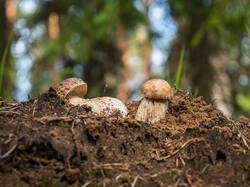 P7052720-ORF_DP.thumb.jpg.c634b3ccbddc4c6f0a85b371eb11cc65.jpg