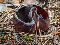 P7052724-ORF_DP.thumb.jpg.6e2912e5892b86552c4449b3d4f51000.jpg