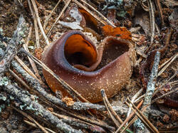 P7052727-ORF_DP.thumb.jpg.484a520b356a28d1c9c8e216f96e104c.jpg