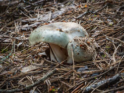 P7052728-ORF_DP.thumb.jpg.46635c72a0b95669bbce2b1b536cc2c7.jpg