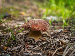 P7052742-ORF_DP.thumb.jpg.9a33a32411ba410d0eb8044f087ea4e1.jpg
