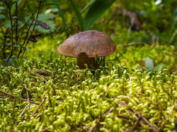 P7052754-ORF_DP.thumb.jpg.35371e777d227d16128c0b5034a9998e.jpg