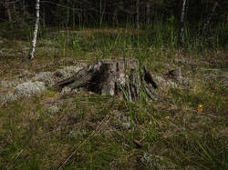 P7052758-ORF_DP.thumb.jpg.b69a4de9fcdbc591859ad4070d5a0c3b.jpg