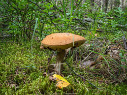 P7052759-ORF_DP.thumb.jpg.1dd667e6da0224d980157cb7d00ac1f3.jpg