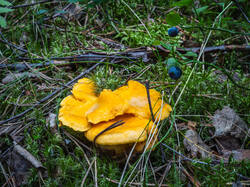 P7052761-ORF_DP.thumb.jpg.187a8258dabc4ea62a9e4811d9bfcc29.jpg