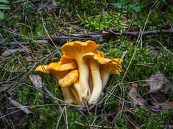 P7052762-ORF_DP.thumb.jpg.07fd281c89cb0228a5cbca04da581289.jpg