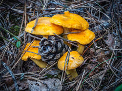 P7052764-ORF_DP.thumb.jpg.d1deb3c37c81b684a6afe2e81416e7ac.jpg
