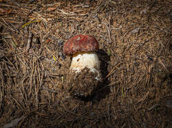 P7052765-ORF_DP.thumb.jpg.d9b223ff01bb2bd836eb62ece0c4997b.jpg