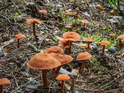 P7052773-ORF_DP.thumb.jpg.9c4a785abc6da243ae7e4305c5d90587.jpg