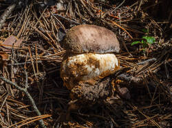 P7052778-ORF_DP.thumb.jpg.48d89e97b2e69c2fafd48d8ba7eedcb0.jpg