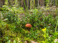 P7052779-ORF_DP.thumb.jpg.b7b79dbb99306afd90b9035400ab155a.jpg