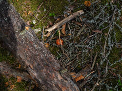 P7052791-ORF_DP.thumb.jpg.ba4b3faca8e45e8f9e9b5fb9502d7902.jpg