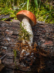 P7052792-ORF_DP.thumb.jpg.5610c2e9031b425eda7abe287a5b742b.jpg