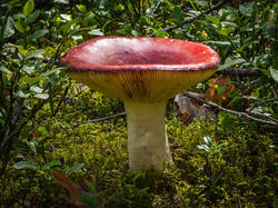 P7052794-ORF_DP.thumb.jpg.b4e7a3cabf9c98c6280ac5d834ae1750.jpg