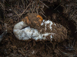 P7052798-ORF_DP.thumb.jpg.ed19a5024b8a03d1d34c698e27680f77.jpg