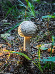 P7122926-ORF_DP.jpg