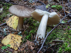 P7122930-ORF_DP.jpg
