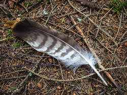 P7122932-ORF_DP.jpg