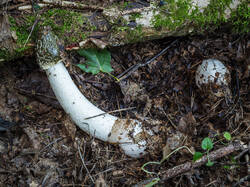 P7122934-ORF_DP.jpg
