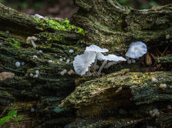 P7122936-ORF_DP.jpg