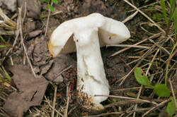 PANA3812.thumb.jpg.e2825b09dfecb5a716ed092a1583aa92.jpg