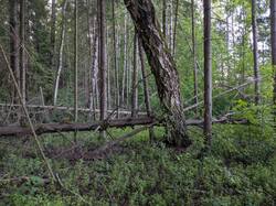 PXL_20250703_171915277.jpg