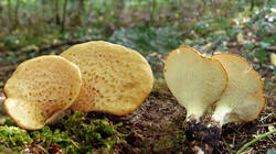 Polyporus_squamosus_AWP_20250718.thumb.jpg.721c307f0b6bcad20e2c33db36d5a633.jpg