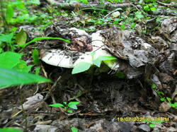 SDC17717.JPG