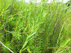 SDC17729.thumb.JPG.301ff1c8fd92556557133fe6e2f6d482.JPG