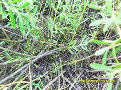 SDC17731.thumb.JPG.370a513f56c715569ab511d6a132d602.JPG