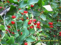 SDC17744.thumb.JPG.25c8c265818b03768e6b6dd1b8b79a3f.JPG