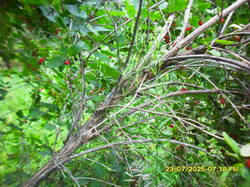 SDC17745.thumb.JPG.bfa3c5dc5d281933b10d81a5907d9195.JPG