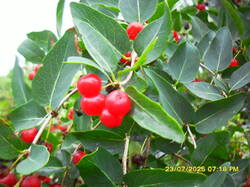 SDC17747.thumb.JPG.fc0063294e71eebd0a348b1678f7e9bb.JPG