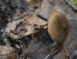 _DSC7390.thumb.jpg.a67a342a49245f06d8a0d546bf84cb30.jpg