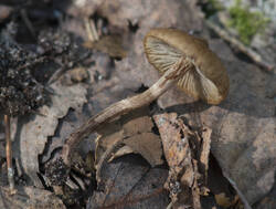 _DSC7391.thumb.jpg.165294e7805387acd39a9ded0de188ef.jpg
