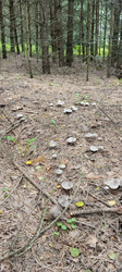image.thumb.png.03ad486c0805536ffd399713cccf20ee.png
