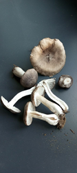 image.thumb.png.578697c0895da17b50088b09afa6d775.png