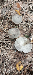 image.thumb.png.9883d5ed1e388df0f08c80dc1a4c9a0f.png