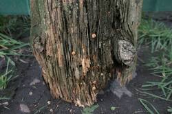 01075452-01.thumb.jpeg.293dda2cde67ba57e406f3cfc1eab93a.jpeg