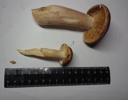 1.thumb.jpg.cfe39df7f4e905627100e6bdb96e2f0e.jpg