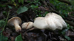1058976074__Neolentnuslepdeus.thumb.JPG.766b21eb74c9c13747294b5a8382f4b2.JPG
